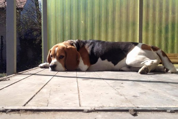 12837670_10205221674413763_1158273771_o