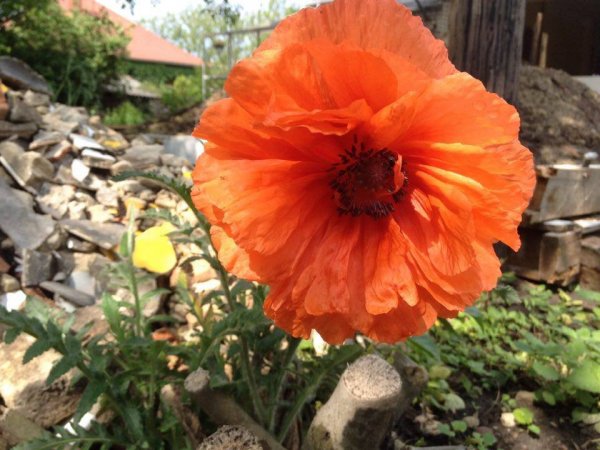 13140948_10205610416612075_2058897828_n