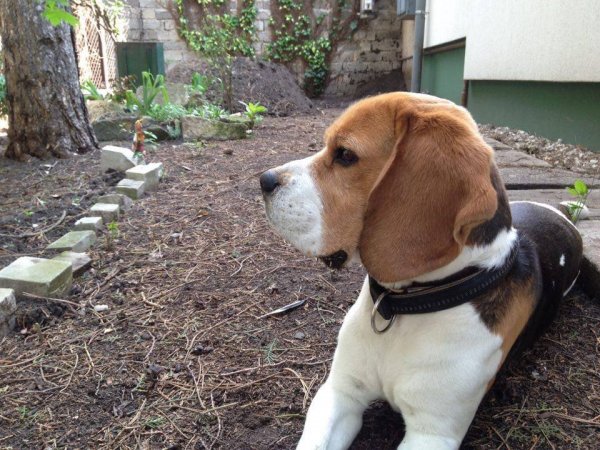 13162004_10205610416372069_394147930_n