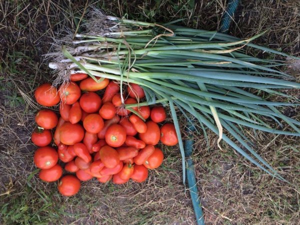 14194399_1420019728014471_488884789_n