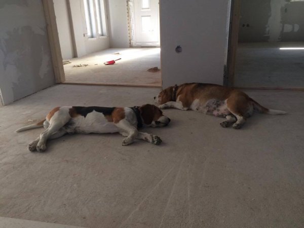 14256570_1420019718014472_616765330_n