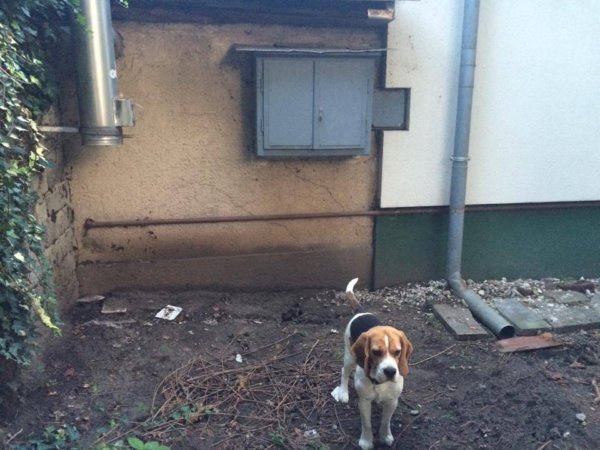 14389829_1435598926456551_619794620_n