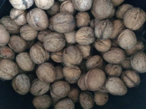 14542817_1449318411751269_884061460_n